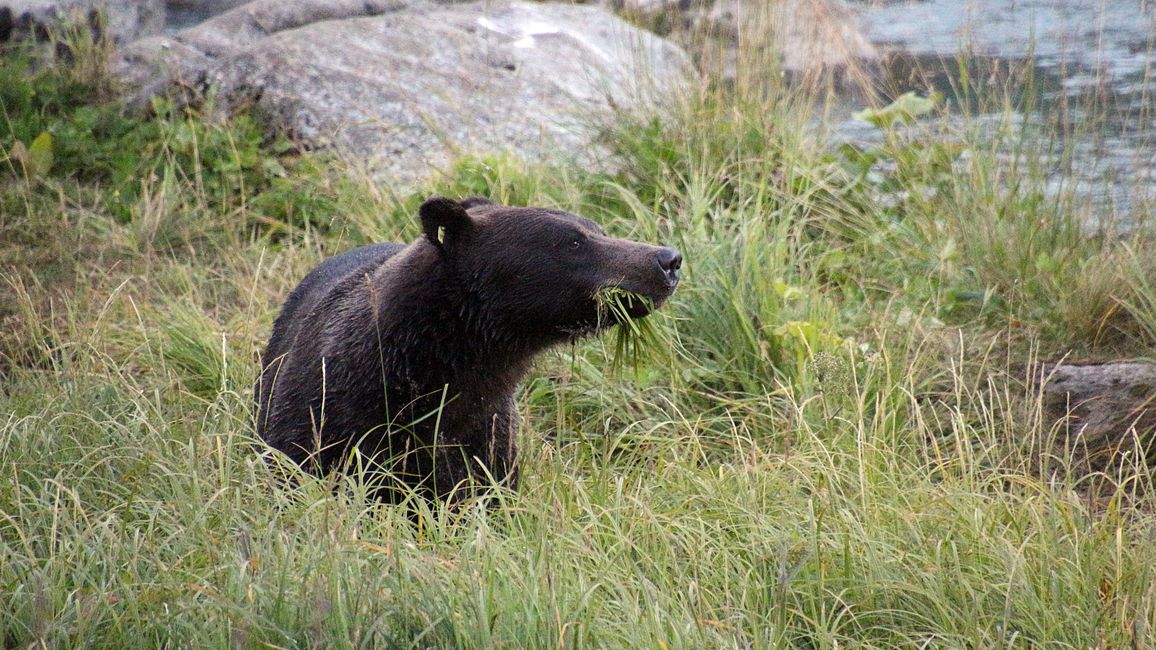 Day 26: Chilkoot River - a big bear show & photoshoot with 'Lulu'