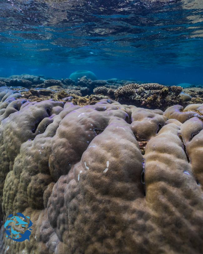 Snorkeling