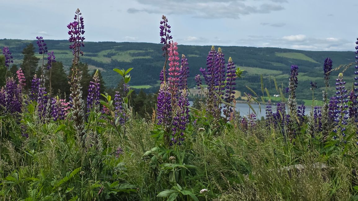 Insel Runde-Südnorwegen
22.Juni 2026