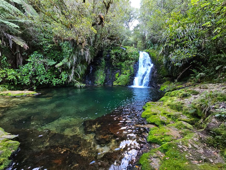 Mantas en Tutukaka