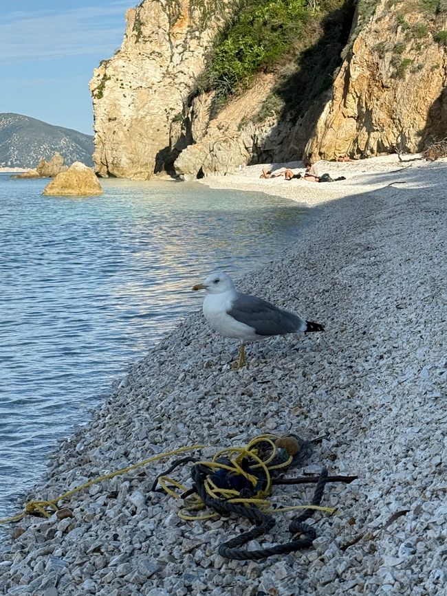 Recorrido por las playas en Elba (en curso)