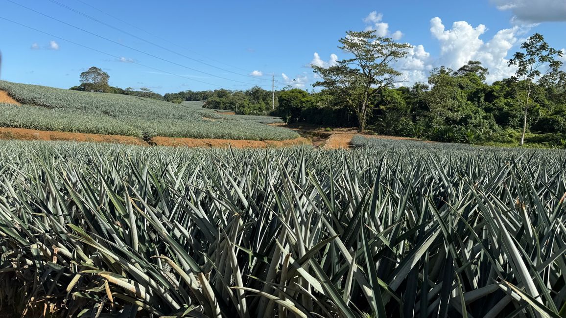 Piñas - hasta donde alcanza la vista