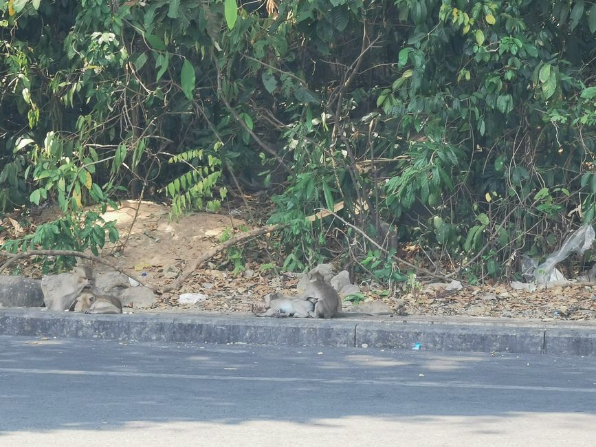 ... wieder Äffchen auf dem Weg zum Strand ... (aber auch überall Straßenhunde; wo ich doch etwas Respekt habe und froh über meinen Impfschutz bin)