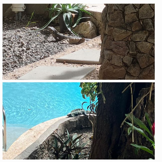 Iguane nel nostro giardino