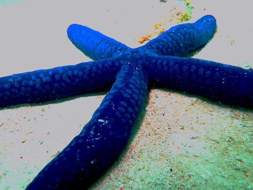 Great Barrier Reef