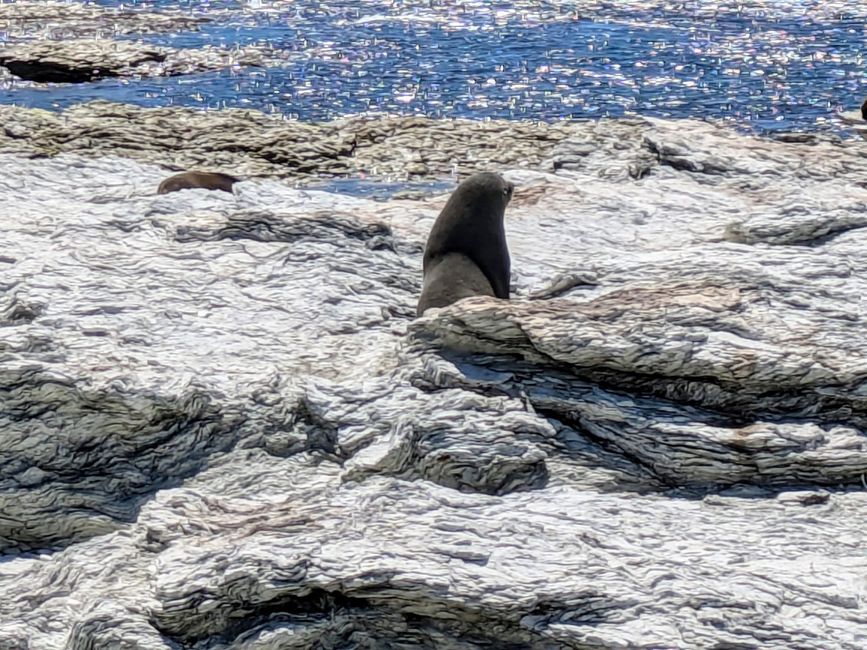 „Animal Watching“ in Kaikoura – Part Two (Seals, No Whales & Dolphins? - but Sheeps!)