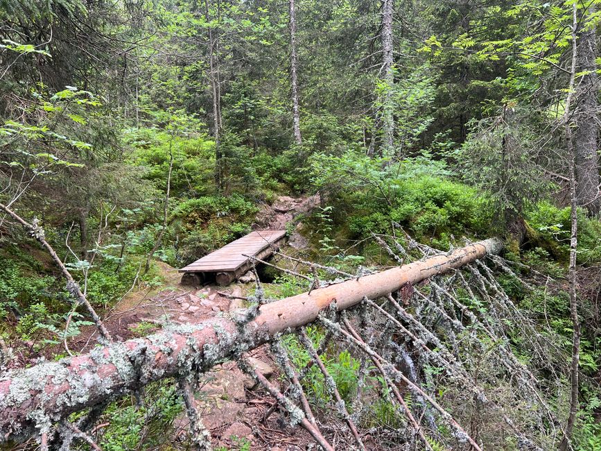 26 Feldbergsteig Escursione Pro Wolermoos