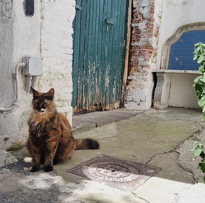 eine richtig grantige Katze