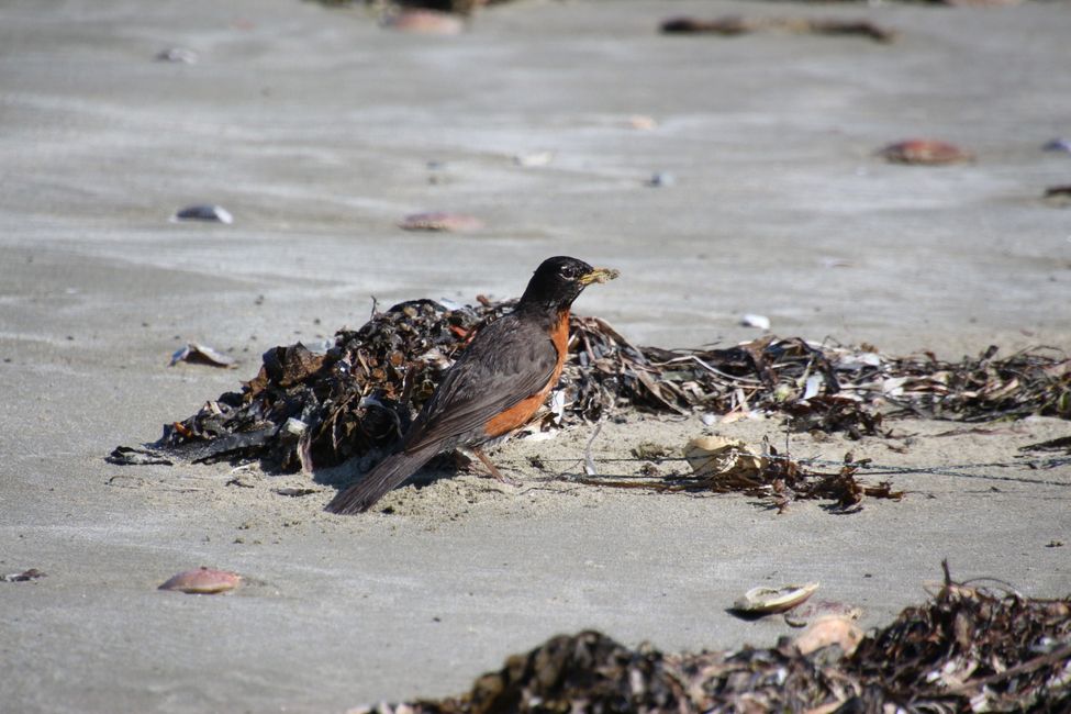 Day 7: Pacific Rim NP - Ucluelet - Tofino