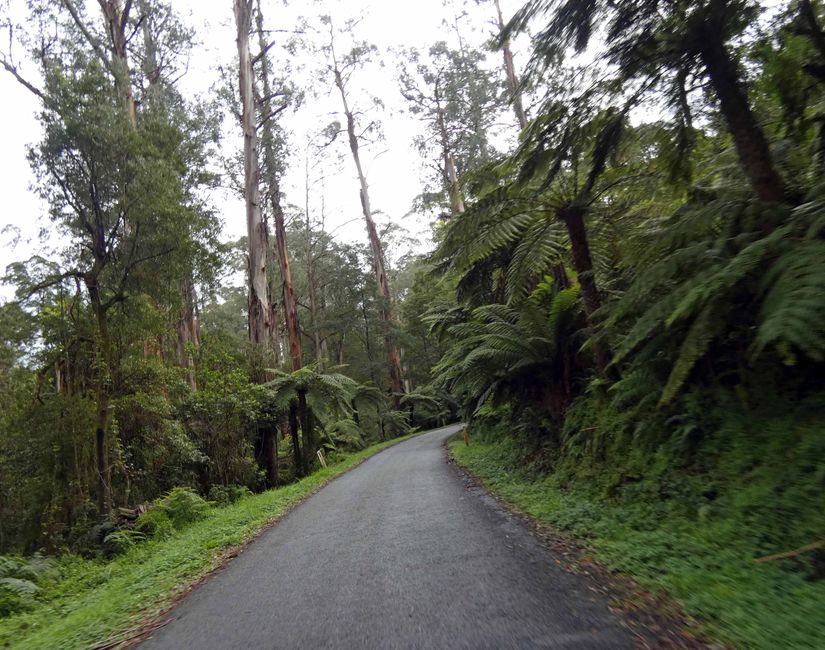 Tarra-Bulga-Nationalpark
