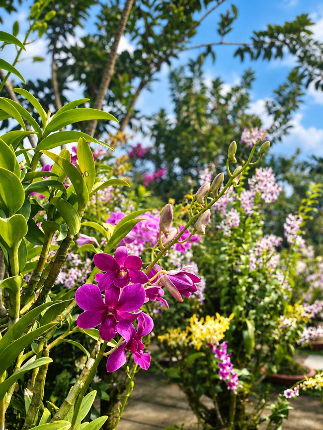 Orchideengarten beim Tra-Su-Wald