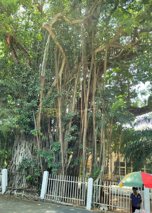 Tag 124 und 125 von 175: Kreuzfahrt rund um die Welt - Colombo/Sri Lanka und Seetag