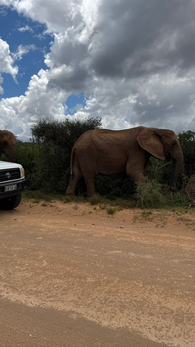 Addo Nationalpark