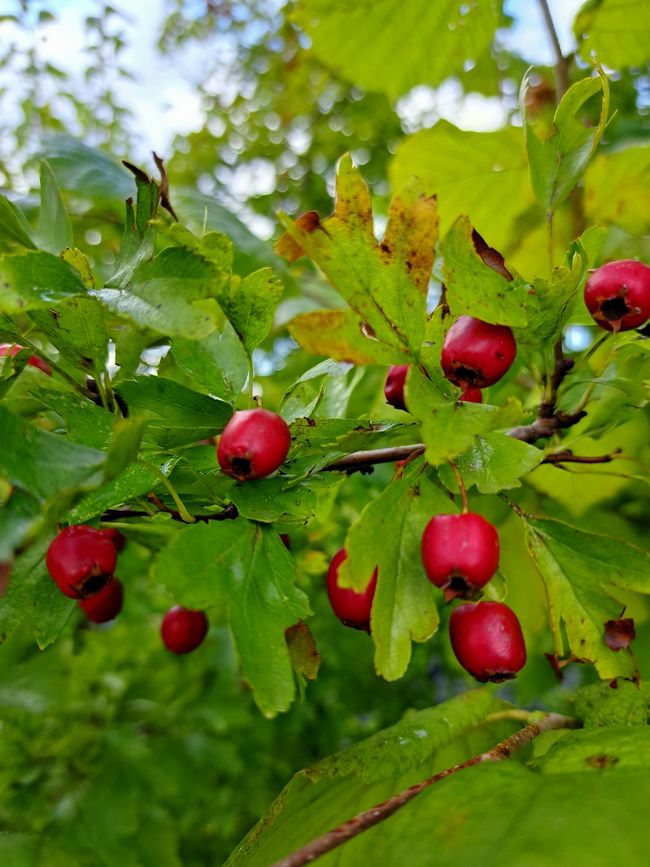 Hawthorn