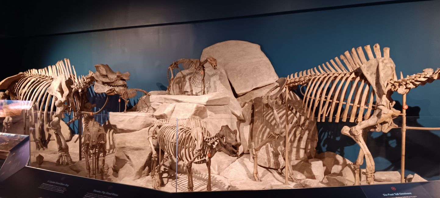 Museum of Natural History I