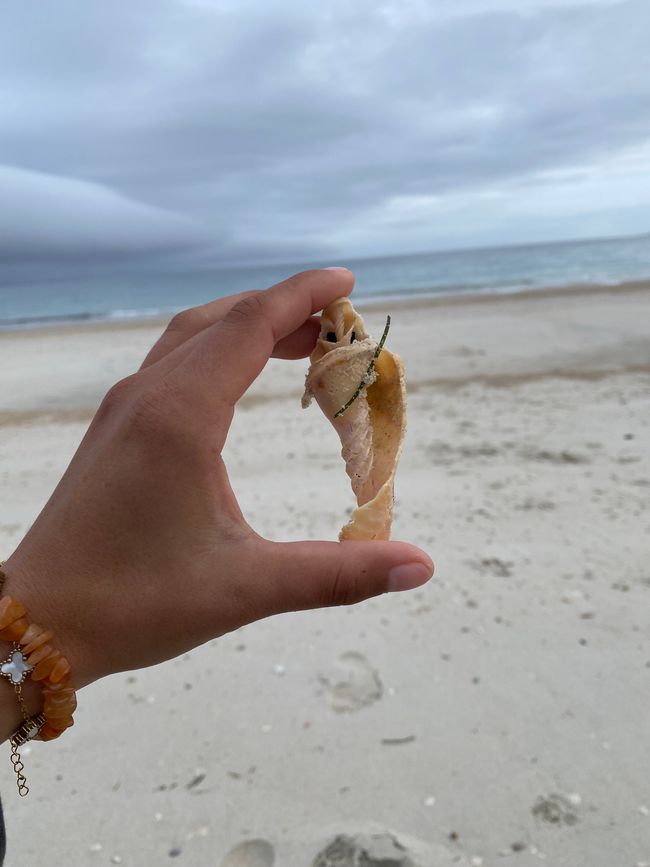 About the KariKari beach to Whangarei