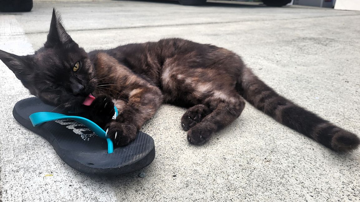 unser Nachbarskater Smokey