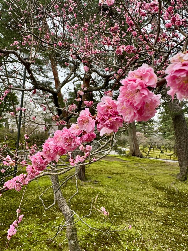 Part 8 Japan 🇯🇵 Kanazawa