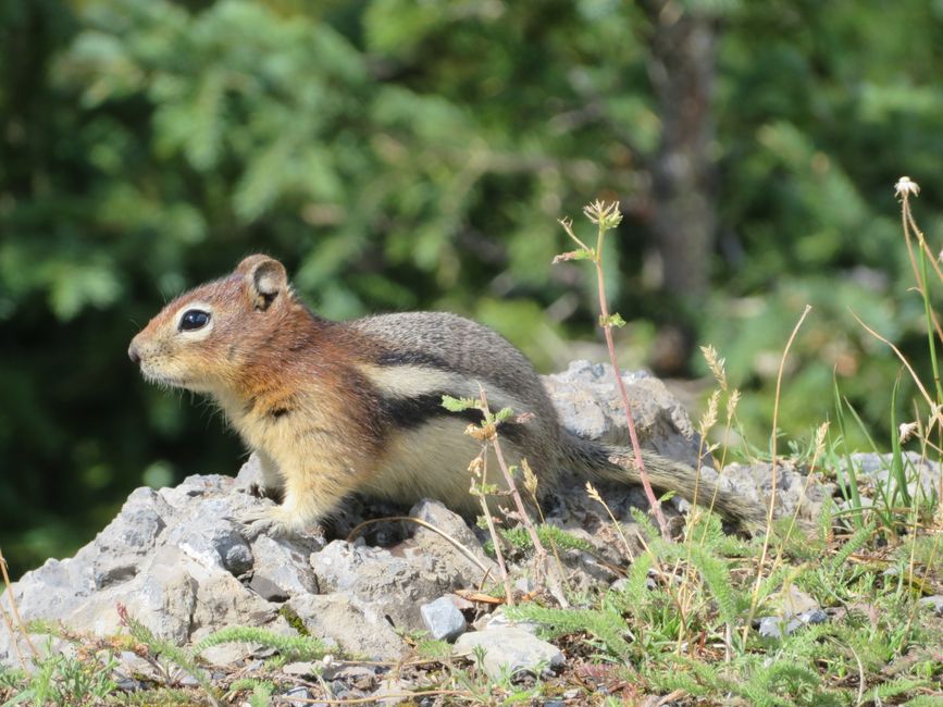 Chipmunk