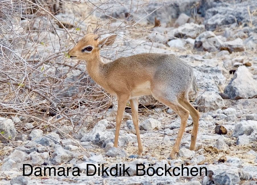 Etosha - Día de los Gatos