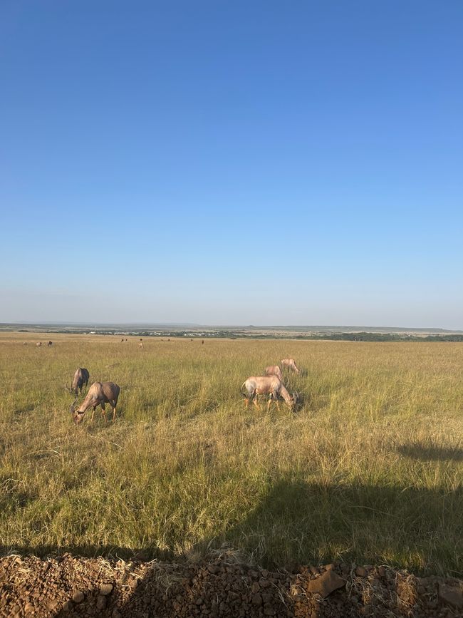 Masai Mara - La grande avvistamento di animali