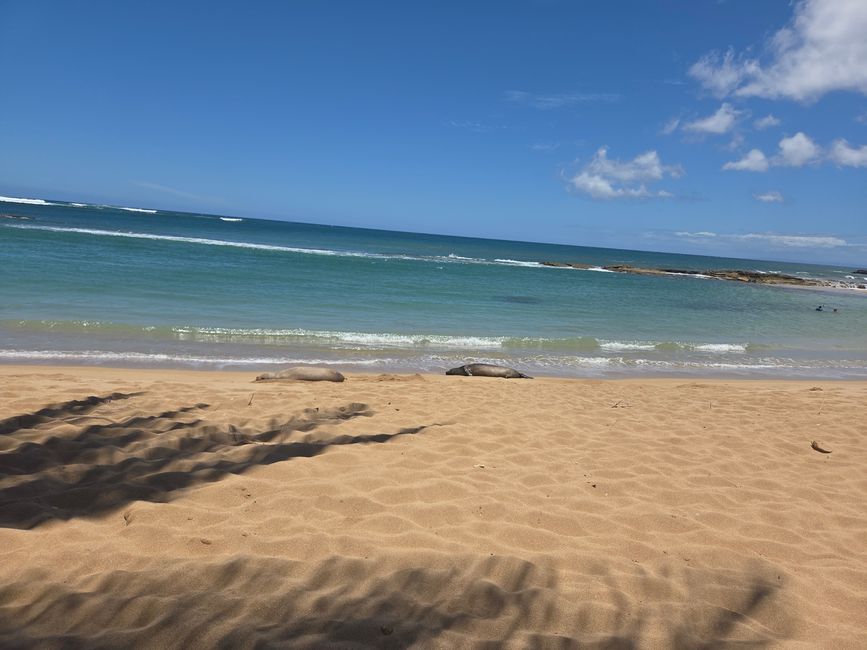 Hawaii-Mönchsrobbe