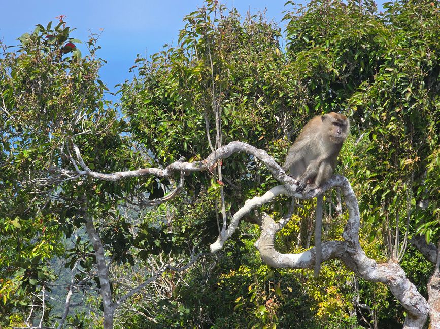 Langkawi - Reif für die Insel!