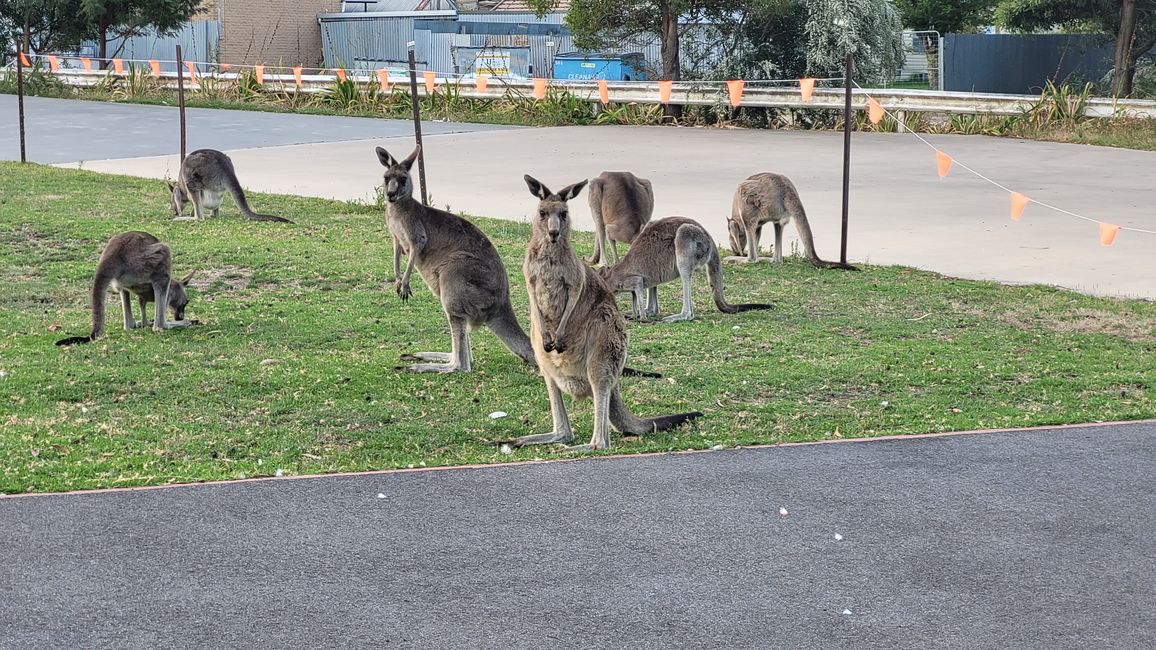 Halls Gap – Meet the Wildlife im Vorgarten