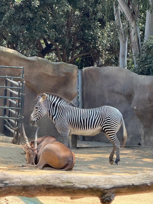 San Diego Zoo