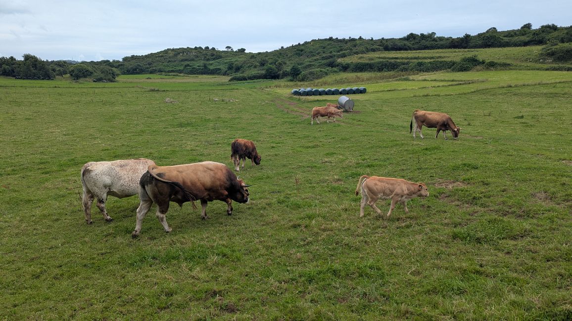 12. Etappe Camino del Norte von Pendueles nach Barro