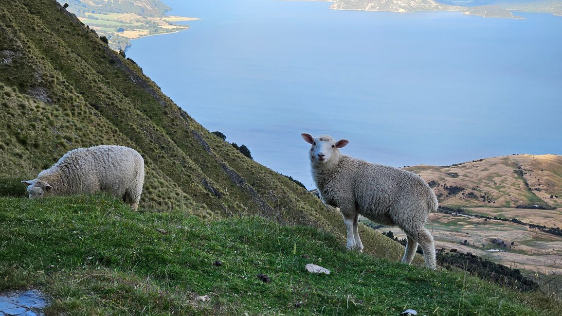 Haast Pass - Isthmus Peak - Wānaka