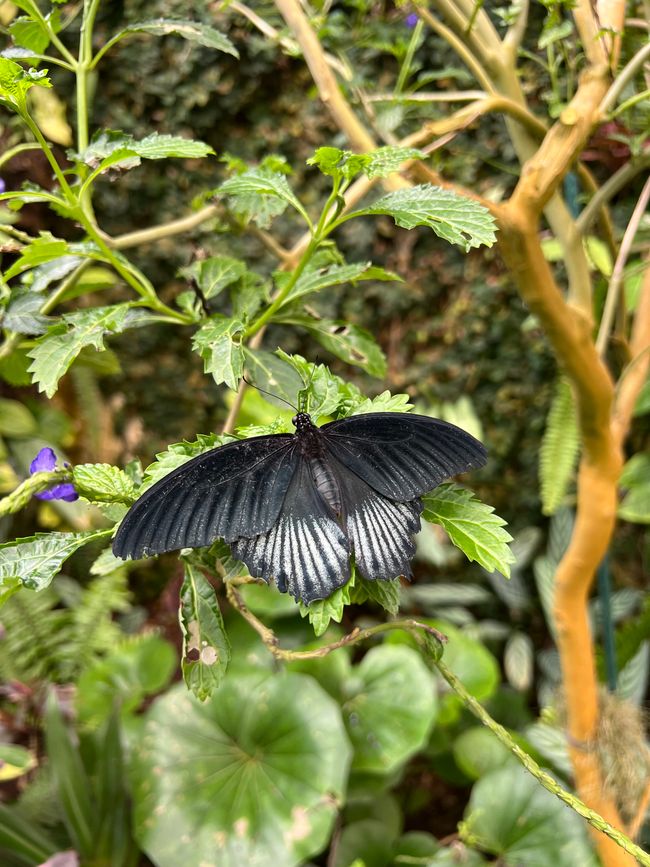 butterlfly