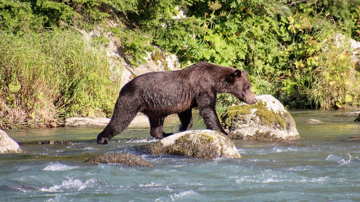 Day 26: Chilkoot River - a big bear show & photoshoot with 'Lulu'