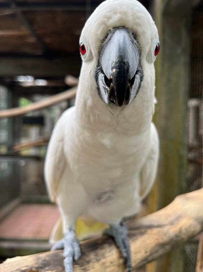 Wildlife project 