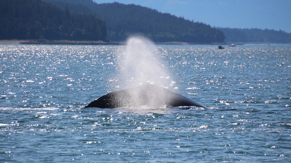 Tag 24: Trip nach Juneau: Wale, Gletscherausbruch & 16.000 Touristen