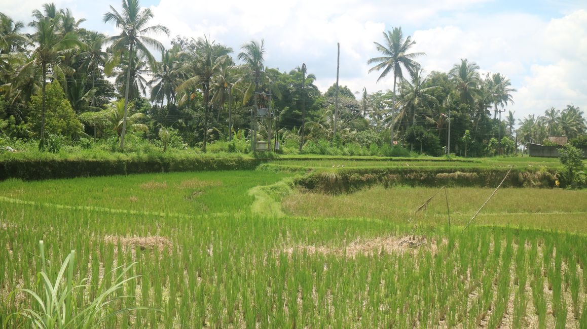 Tagelalang – Ubud – Bali – Indonesia