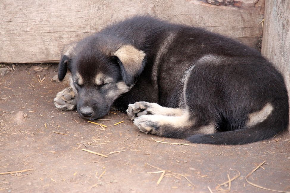 Day 21: Around Whitehorse: Husky Puppies, Emerald Lake & the smallest desert in the world