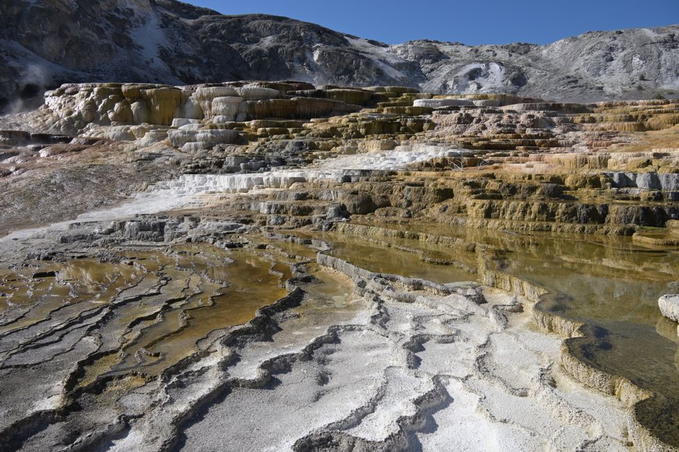 Mammoth Hot Springs - Sinterterrassen