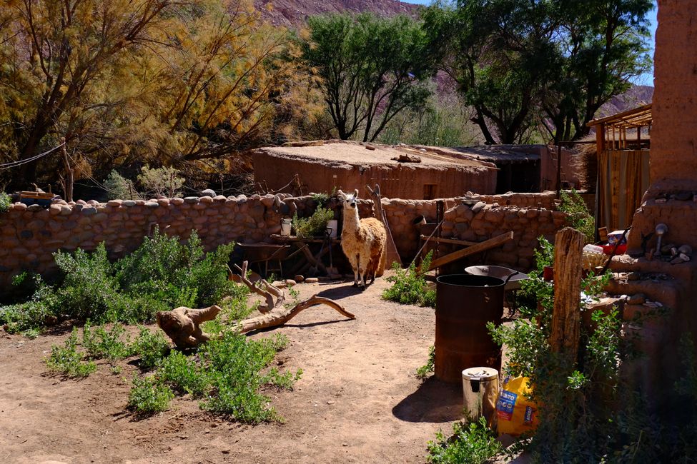Désert d'Atacama 🦙🦩🌵