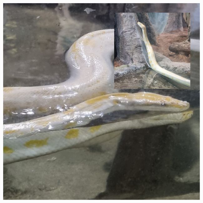 Tag drei: Zoo Aurora und Stadtteil Cayala