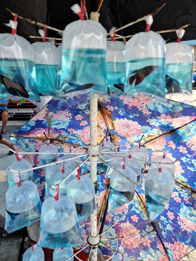 Horas, Danau Toba und ein Wiedersehen nach 34 Jahren