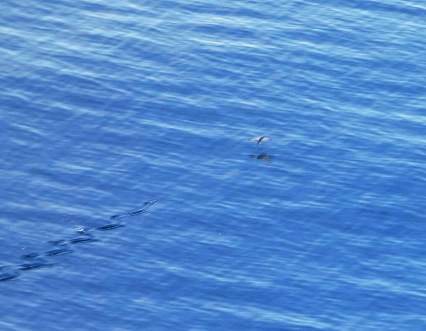 Poisson volant