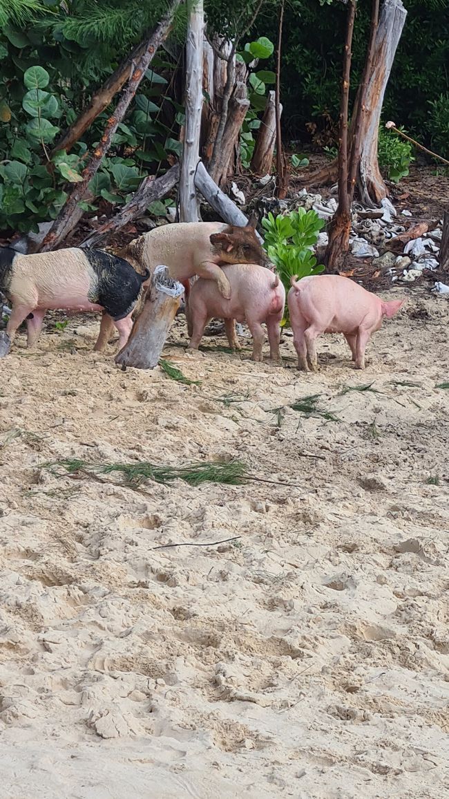 Die Schweine hatten wohl keine Lust mehr auf Schinken 😅