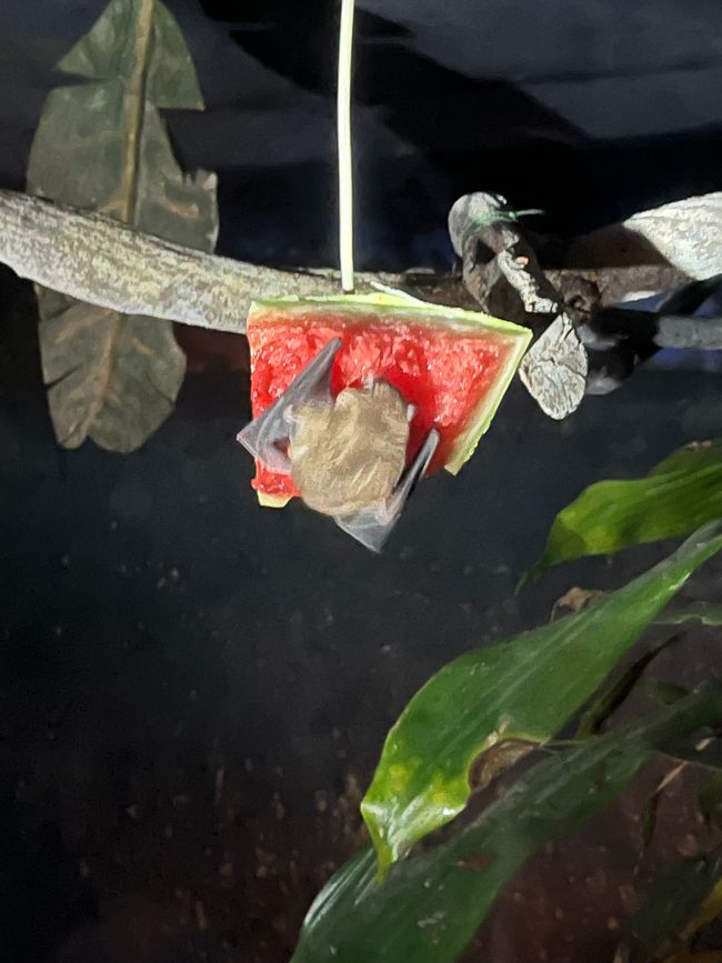 Früchte fressende Fledermaus