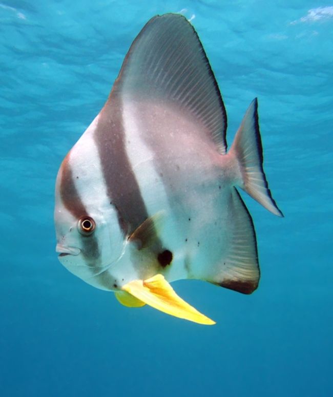 Alarm de peces🚨🐠 y guía animal🐶