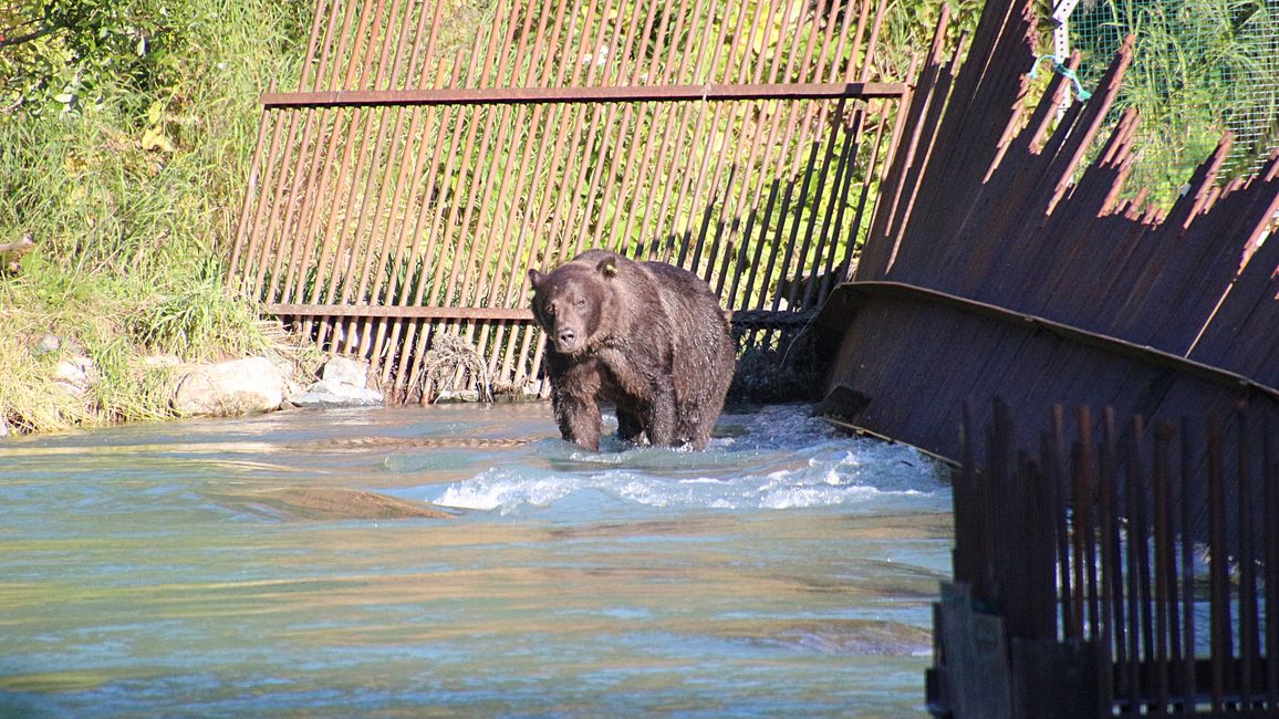 Day 26: Chilkoot River - a big bear show & photoshoot with 'Lulu'