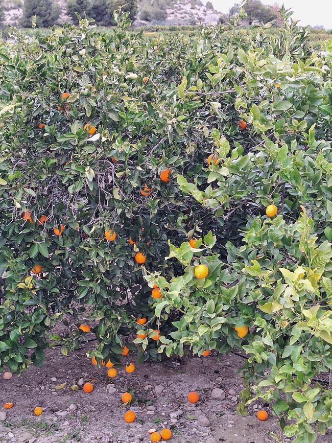 Orangen und Zitronen Bäume