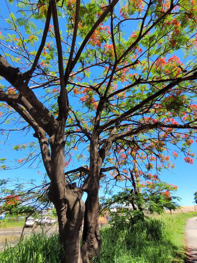 Giorno 74 di 175: Crociera intorno al mondo - Lautoka/Fiji