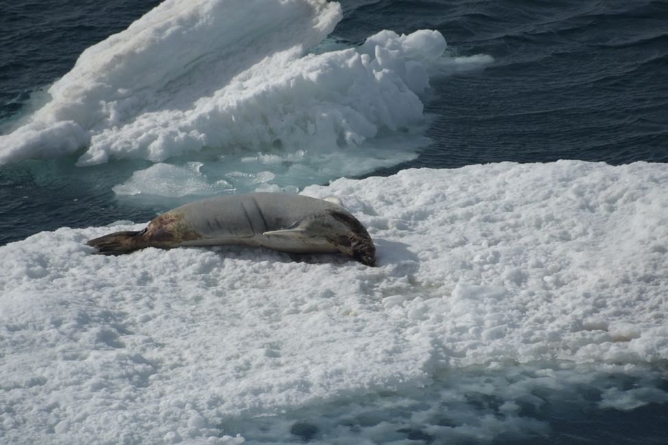 Phoque crabier / Crabeater seal