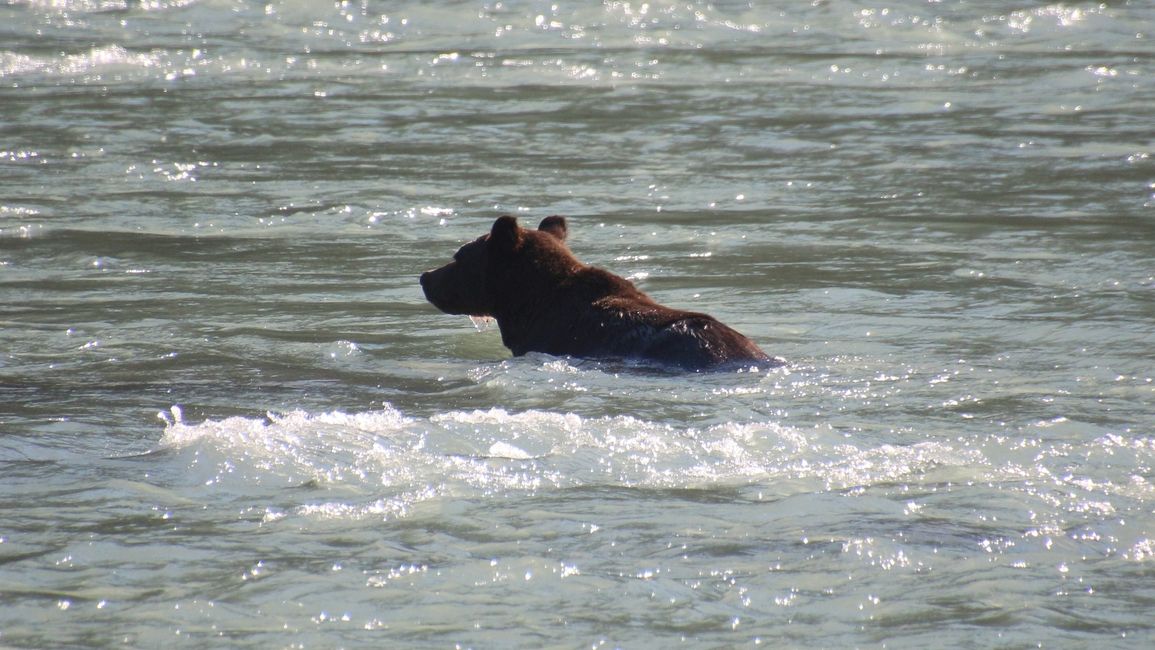 Angler catching salmon